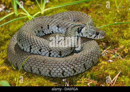 Colubridé, couleuvre vipérine, Natrix Maura, colubridés, serpent, serpents, reptiles, les reptiles, vue générale, les aires protégées, en voie de disparition Banque D'Images