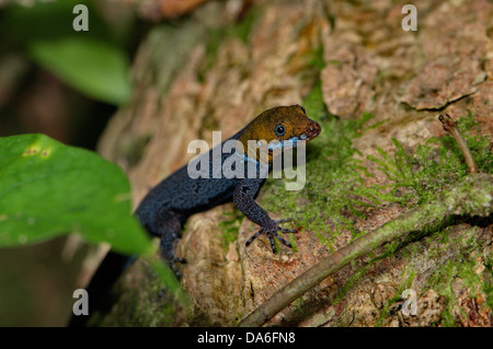 Les lézards, lézard, gecko, Gecko, à tête jaune, Gonatodes, frontalis, reptiles, les reptiles, général, vue, Costa, Rica, l'échelle, l'EACA Banque D'Images