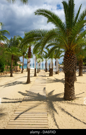 Palmiers sur la plage, Cala Viñas ou Cala Vinyes, Cala Vinyes, Calvià, Majorque, Îles Baléares, Espagne Banque D'Images