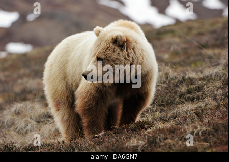 Ours grizzli (Ursus arctos horribilis) dans la toundra arctique Banque D'Images