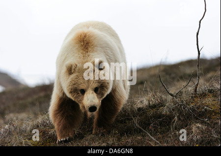 Ours grizzli (Ursus arctos horribilis) dans la toundra arctique Banque D'Images