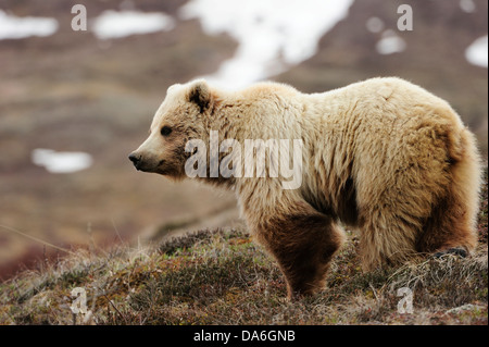 Ours grizzli (Ursus arctos horribilis) dans la toundra arctique Banque D'Images