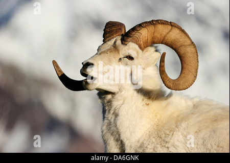 Le mouflon de Dall (Ovis dalli dalli), portrait Banque D'Images