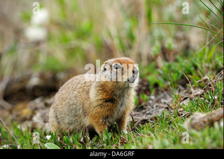 Spermophile arctique (Spermophilus parryii) en quête de nourriture dans la toundra arctique Banque D'Images