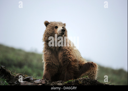 Ours grizzli (Ursus arctos horribilis) dans la toundra arctique Banque D'Images