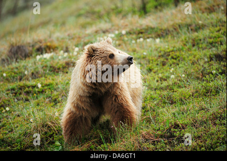 Ours grizzli (Ursus arctos horribilis) dans la toundra arctique Banque D'Images