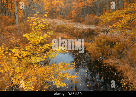 USA, United States, Amérique, New Hampshire, Manchester, en Amérique du Nord, la Côte Est, le NH, forêt, automne, feuilles, nature, Brook, S Banque D'Images