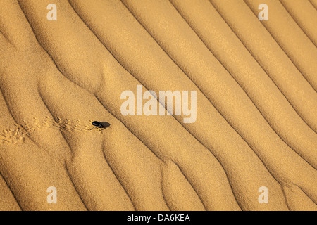 Scarab (Scarabaeus) beetle on desert sand dune Banque D'Images