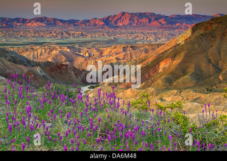 USA, United States, Amérique, Californie, Borrego Springs, Borrego, Anza Borrego, Désert, State Park, fleurs sauvages, fleurs de printemps, Banque D'Images