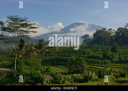 L'INDONÉSIE, Bali, Sidemen, rizières en terrasse et le volcan Gunung Agung en arrière-plan Banque D'Images