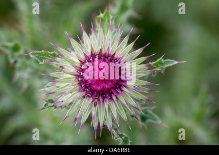 Musk Thistle Carduus nutans close-up de la fleur à l'ouverture Banque D'Images