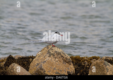 Une sterne arctique (Sterna paradisea) debout sur un rocher au bord de la mer Banque D'Images