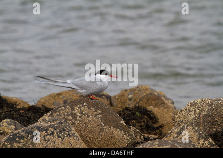 Une sterne arctique (Sterna paradisea) debout sur un rocher au bord de la mer Banque D'Images