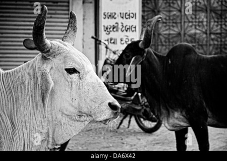Les vaches en noir et blanc. Bhuj, Kutch, Gujarat, Inde Banque D'Images