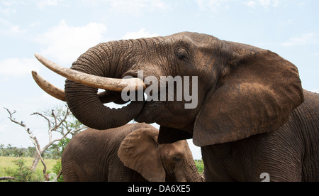 L'eléphant d'Afrique du Sud avec de longues défenses. Banque D'Images