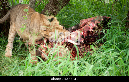 Après la mise à mort. Thanda Game Reserve, KwaZulu-Natal. Banque D'Images