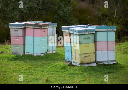 Ruches Langstroth dans un champ sur la côte de Raglan, en Nouvelle-Zélande. Banque D'Images