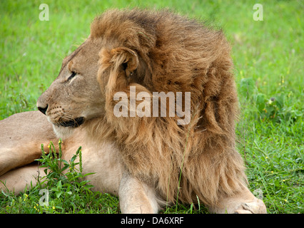Lion mâle majestueux repose dans l'herbe en animaux de l'Afrique du Sud réserve. Banque D'Images