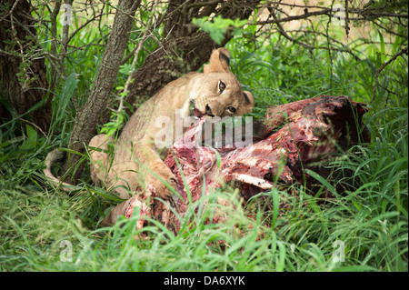 Après la mise à mort. Thanda Game Reserve, KwaZulu-Natal. Banque D'Images