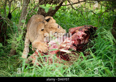 Après la mise à mort. Thanda Game Reserve, KwaZulu-Natal. Banque D'Images