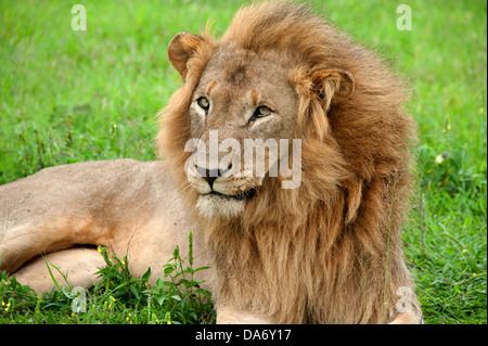Lion mâle majestueux repose dans l'herbe en animaux de l'Afrique du Sud réserve. Banque D'Images