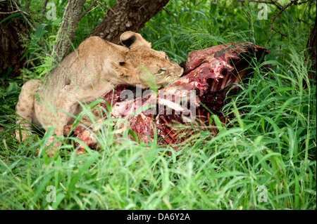 Après la mise à mort. Thanda Game Reserve, KwaZulu-Natal. Banque D'Images