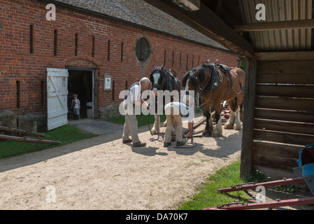 Une paire de chevaux lourds se préparer à farmwork à Acton Scott ferme. Le Shropshire Banque D'Images