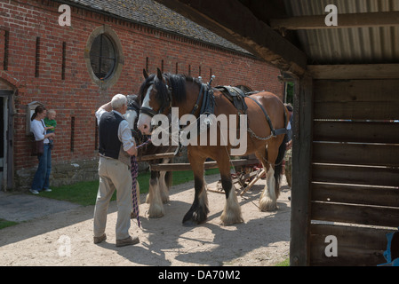 Une paire de chevaux lourds se préparer à farmwork à Acton Scott ferme. Le Shropshire Banque D'Images