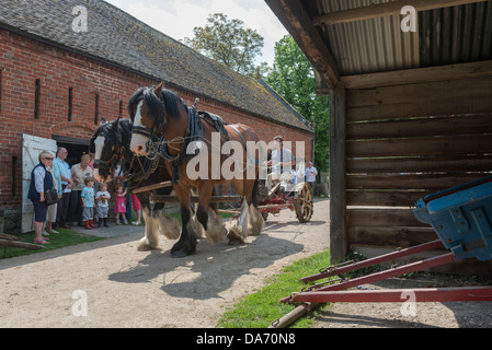 Une paire de chevaux lourds se préparer à farmwork à Acton Scott ferme. Le Shropshire Banque D'Images