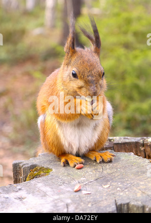 Squirrel avec écrous et forêt de l'été sur fond de nature sauvage thématique (Sciurus vulgaris, rongeur) Banque D'Images