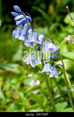 Dans la forêt de fleurs jacinthes Banque D'Images