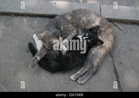 Les chats, кошачий Yin-Yang Инь-Янь Banque D'Images