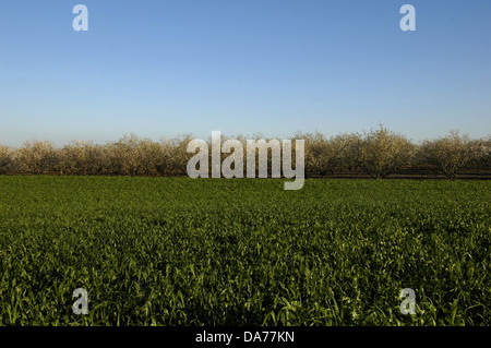 Amandiers verger basse Galilée région Nord d'Israël Banque D'Images