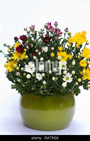 Chrysanthèmes dans un pot vert sur fond blanc Banque D'Images