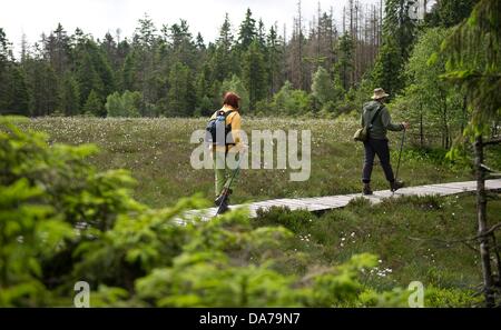 Deux personnes à pied le long d'un chemin le long du sentier des sorcières Harz dans Torfhaus, Allemagne, 24 juin 2013. L'Harz sorcières' Trail a ouvert il y a dix ans. Photo : SWEN PFOERTNER Banque D'Images