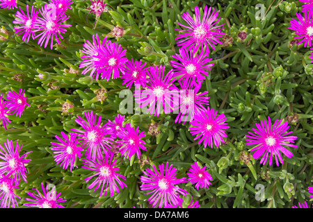 Arbustive rampante glace succulente plante à fleurs roses closeup Banque D'Images