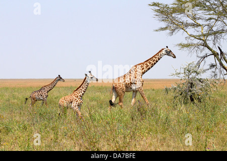 Une famille de girafes (Giraffa camelopardalis) dans le Parc National du Serengeti, Tanzanie Banque D'Images