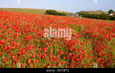 Coquelicots poussant dans un champ dans le West Sussex Banque D'Images