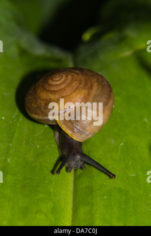 Dans les feuilles vertes sur les escargots rampent Banque D'Images