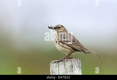 Pipit Anthus spinoletta,rock,avec de la nourriture,le Northumberland Banque D'Images