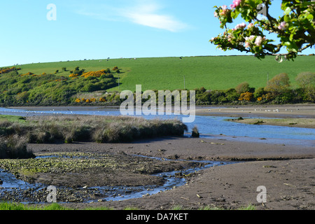 L'ensemble du les battures de l'estuaire à marée basse Nevern avec green hill et les moutons au-delà, les cerisiers en fleurs en premier plan Banque D'Images