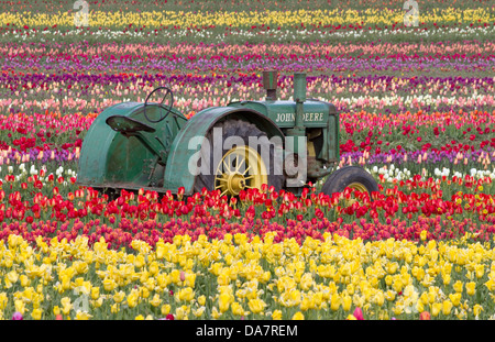 Un vieux tracteur John Deere dans un champ de tulipes Banque D'Images