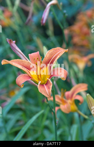 Close up of brillamment colorées fleurs lilly Banque D'Images