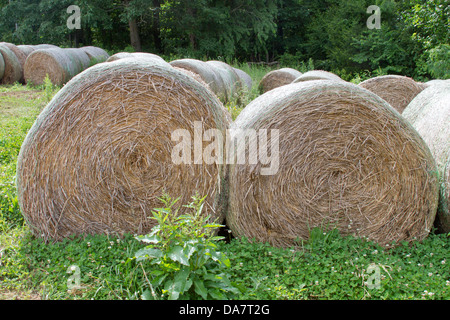 En bottes de foin dans un champ agricole Banque D'Images