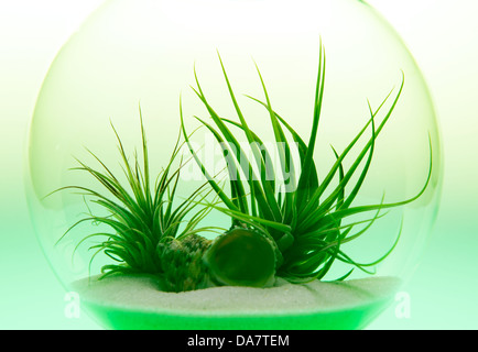 L'usine d'air terrarium tourné sur table lumineuse avec feu vert Banque D'Images