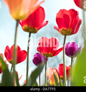 Tulipes colorées qui fleurit dans le jardin au printemps. Cela comprend des fleurs en orange, rouge et violet contre un ciel bleu. Banque D'Images