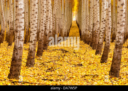 Arbres aux couleurs de l'automne plantés dans une rangée serrée Banque D'Images