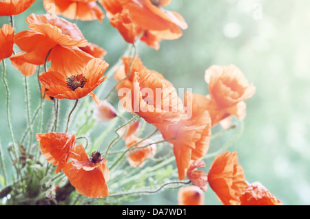 Fleurs de pavot fleur gros plan sur le pré Banque D'Images