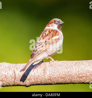 Un portrait d'un mâle moineau domestique (Passer domesticus) avec un fond vert pris dans un jardin Banque D'Images
