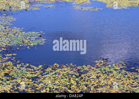 C'est un gros plan d'eau des plantes, sur la surface de l'eau, comme celui de nice nature background Banque D'Images